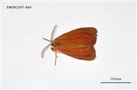 藏品(橙褐毒蛾)的圖片